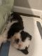 Shih Tzu Puppies for sale in Bronx, NY, USA. price: NA