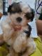Shih Tzu Puppies for sale in New BEL Rd, RMV 2nd Stage, Banday Colony, Bengaluru, Karnataka, India. price: 30000 INR