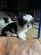 Shih Tzu Puppies for sale in El Cajon, CA 92020, USA. price: NA