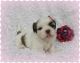 Shih Tzu Puppies for sale in El Paso, TX 79936, USA. price: NA