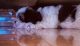 Shih Tzu Puppies for sale in BTM Layout, Bengaluru, Karnataka, India. price: 23000 INR