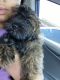 Shih Tzu Puppies for sale in Overland Park, KS, USA. price: $400
