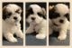 Shih Tzu Puppies for sale in Chula Vista, CA, USA. price: NA