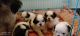 Shih Tzu Puppies for sale in Sunkadakatte, Bengaluru, Karnataka 560091, India. price: 20000 INR