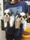 Shih Tzu Puppies for sale in Kengeri, Bengaluru, Karnataka 560060, India. price: 30000 INR