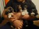 Shih Tzu Puppies for sale in Wichita, KS 67213, USA. price: $450