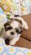 Shih Tzu Puppies for sale in AECS Layout, Marathahalli, Bengaluru, Karnataka 560037, India. price: 40000 INR