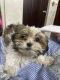 Pure breed Shitzu puppy for sale