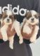 Shih Tzu Puppies for sale in Yelahanka, Bengaluru, Karnataka, India. price: 26000 INR