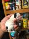 Shih Tzu Puppies for sale in Sierra Vista, AZ 85635, USA. price: NA
