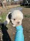 Shih Tzu Puppies for sale in Fresno, CA, USA. price: $1,200