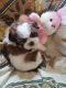 Shih Tzu Puppies for sale in Lakedew Residency- Phase 2, Reliaable Lifestyle Layout, Bengaluru, Karnataka, India. price: 15000 INR