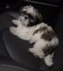 Shih Tzu Puppies for sale in Fremont, CA, USA. price: $1,500
