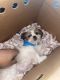 Shih Tzu Puppies for sale in Brooklyn, NY, USA. price: $900
