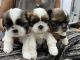 Shih Tzu Puppies for sale in Meerut, Uttar Pradesh, India. price: 30000 INR