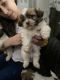 Shih Tzu Puppies for sale in Taylorsville, UT, USA. price: NA