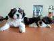 Shih Tzu Puppies for sale in Mangaluru, Karnataka, India. price: 16000 INR