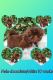 Shih Tzu Puppies for sale in Mesa, AZ, USA. price: $1,500