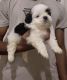 Shih Tzu Puppies for sale in Mangaluru, Karnataka, India. price: 26000 INR