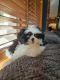 Shih Tzu Puppies for sale in Monument, CO, USA. price: NA