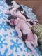 Shih Tzu Puppies for sale in Kammasandra Village Rd, Ananth Nagar, Phase 1, Kammasandra, Electronic City, Bengaluru, Karnataka 560100, India. price: 45000 INR