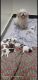 Shih Tzu Puppies for sale in Ambur, Tamil Nadu 635802, India. price: 27000 INR