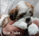 7 wk shih tzu puppies for sale