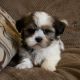 Shih Tzu Puppies for sale in San Diego, CA 92103, USA. price: NA