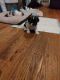 Shih Tzu Puppies for sale in Brooklyn, NY, USA. price: $1,200