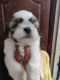 Shih Tzu Puppies for sale in Jambusawari Dinne, Royal County, 1st Phase, Gottigere, Bengaluru, Karnataka 560083, India. price: 13000 INR