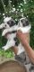 Shitzu Puppies for sale 50 days