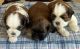 Puppies for sale Cocoa Florida