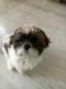 Milo the Shihtzu looking for a new home