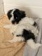 ShihChon puppies for sale