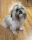 Shih Tzu Puppies for sale in Kenedy, TX 78119, USA. price: NA
