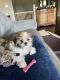 Shih Tzu Puppies for sale in Firestone, CO, USA. price: NA