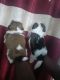 Shih Tzu Puppies for sale in Unity Enclave Main Rd, Hiremath Layout, Kothanur, Bengaluru, Karnataka 560077, India. price: 14000 INR