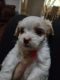 Shih Tzu Puppies for sale in 6901 S County Rd 1200, Midland, TX 79706, USA. price: NA