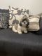 Shih Tzu Puppies for sale in San Diego, CA, USA. price: NA