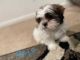 Shih Tzu Puppies for sale in Lemoore, CA 93245, USA. price: $750