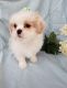 Shih Tzu Puppies for sale in Montrose, CO, USA. price: NA