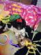 Shih Tzu Puppies for sale in Canton, OH 44708, USA. price: $700