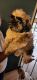 Shih Tzu Puppies for sale in Wailuku, HI 96793, USA. price: $1,500