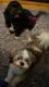 Shih Tzu Puppies for sale in Vermont St, Brooklyn, NY 11207, USA. price: $1,500
