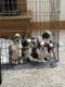 Shih Tzu Puppies for sale in Olathe, KS, USA. price: $1,000