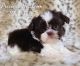 Shih Tzu Puppies for sale in Enid, OK, USA. price: NA