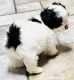 Shih Tzu Puppies for sale in Fort Worth, TX, USA. price: $800
