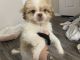 Shih Tzu Puppies for sale in Haltom City, TX, USA. price: $450