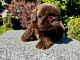 Shih Tzu Puppies for sale in Hayward, CA, USA. price: NA