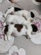 Shih Tzu Puppies for sale in Khanpur, New Delhi, Delhi 110062, India. price: 30000 INR